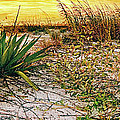 Sand Dunes at Sunrise